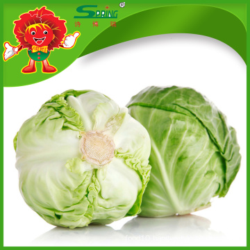 Grade A fresh green cabbage for sale ornamental cabbage